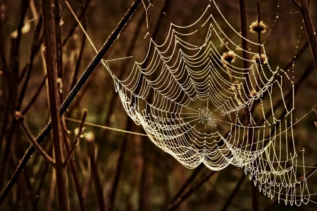 Bildquelle pixabay Spinnennetz Altweibersommer